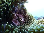 neopetrolisthes maculatus